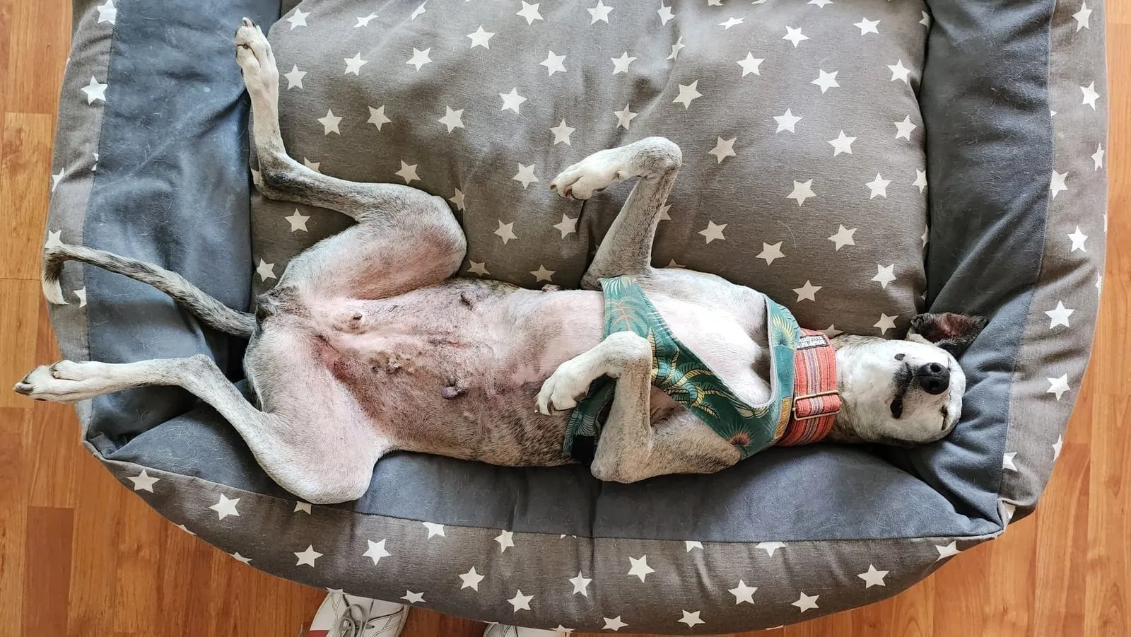 Antonia, galga adoptada, descansando plácidamente en casa