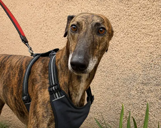 Atún, galgo en adopción con Brigada Galgos, mirando hacia adelante