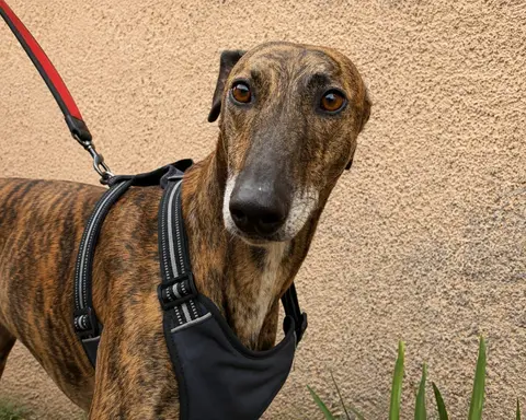 Atún, galgo en adopción en Chile, foto 1