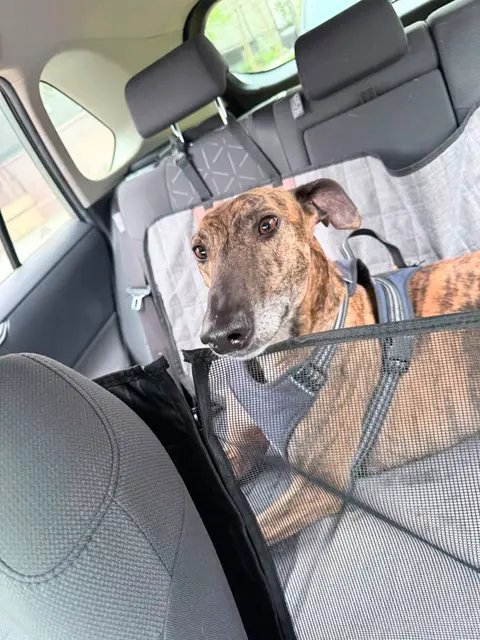 Atún, galgo en adopción en Chile, foto 2