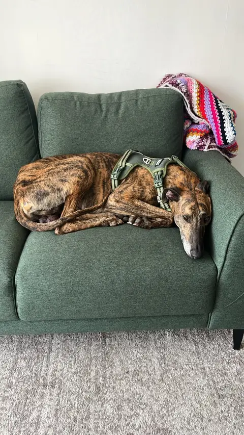 Atún, galgo en adopción en Chile, foto 3