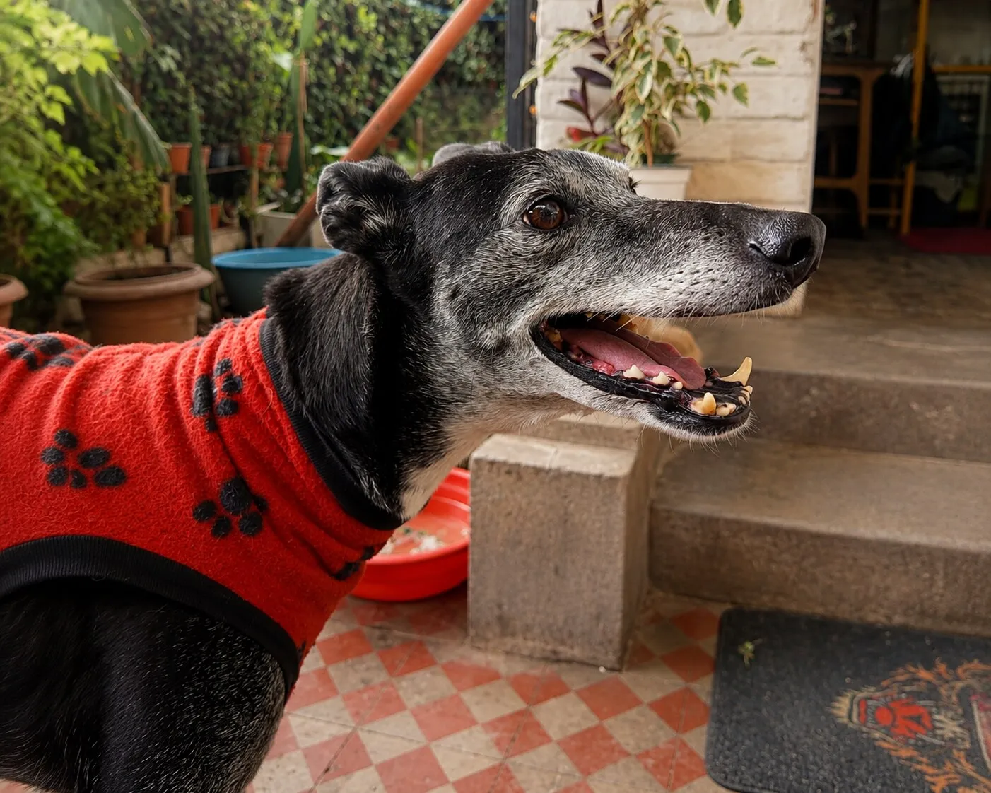 Aziz, galgo de pelaje negro y gris salpicado con suéter rojo con estampado de huellas negras, de perfil con la boca abierta en un patio con piso de baldosas y macetas.