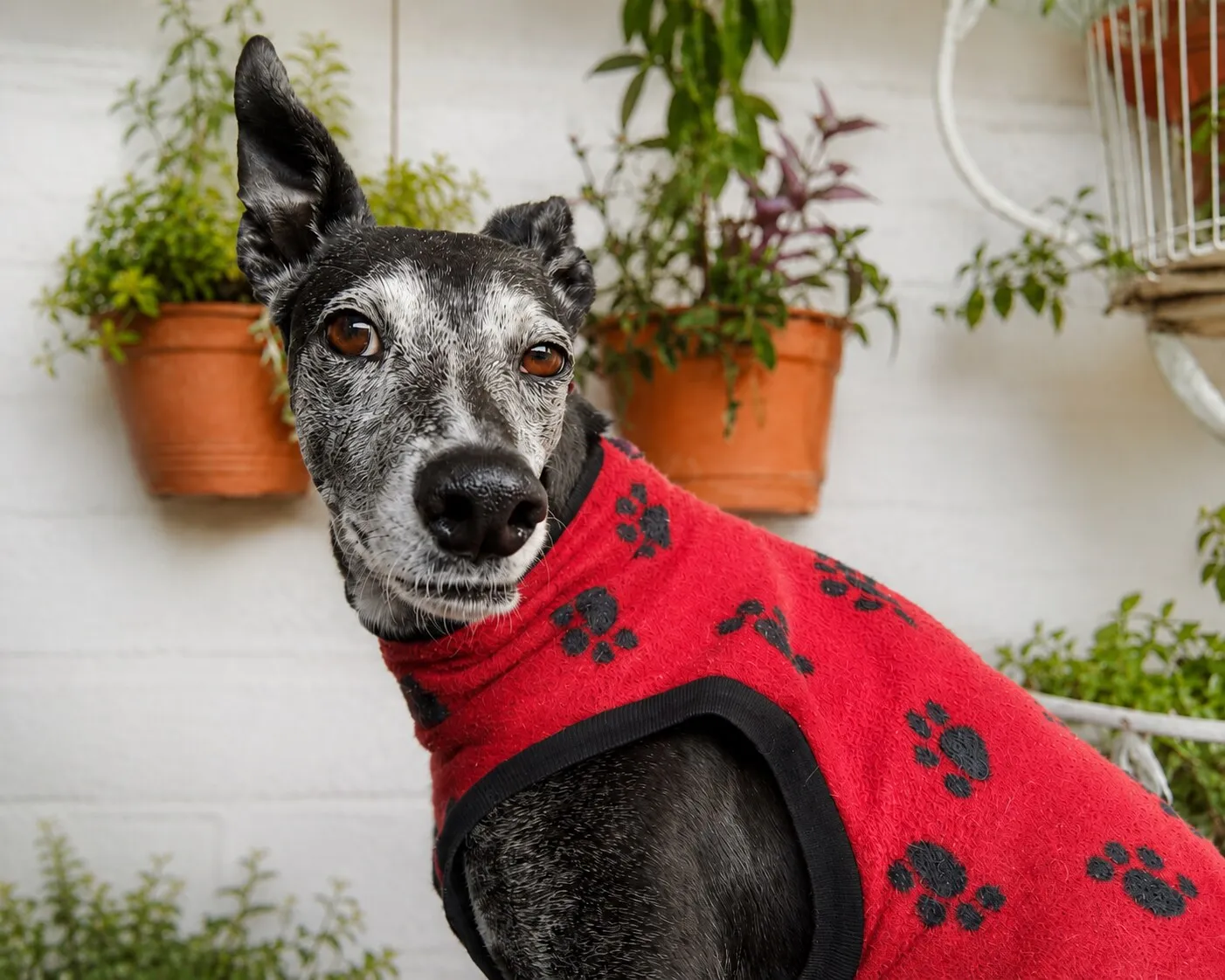 Aziz, galgo de pelaje negro y gris salpicado con suéter rojo con estampado de huellas negras, mirando a la cámara con una oreja erguida y otra caída, frente a una pared blanca con macetas.