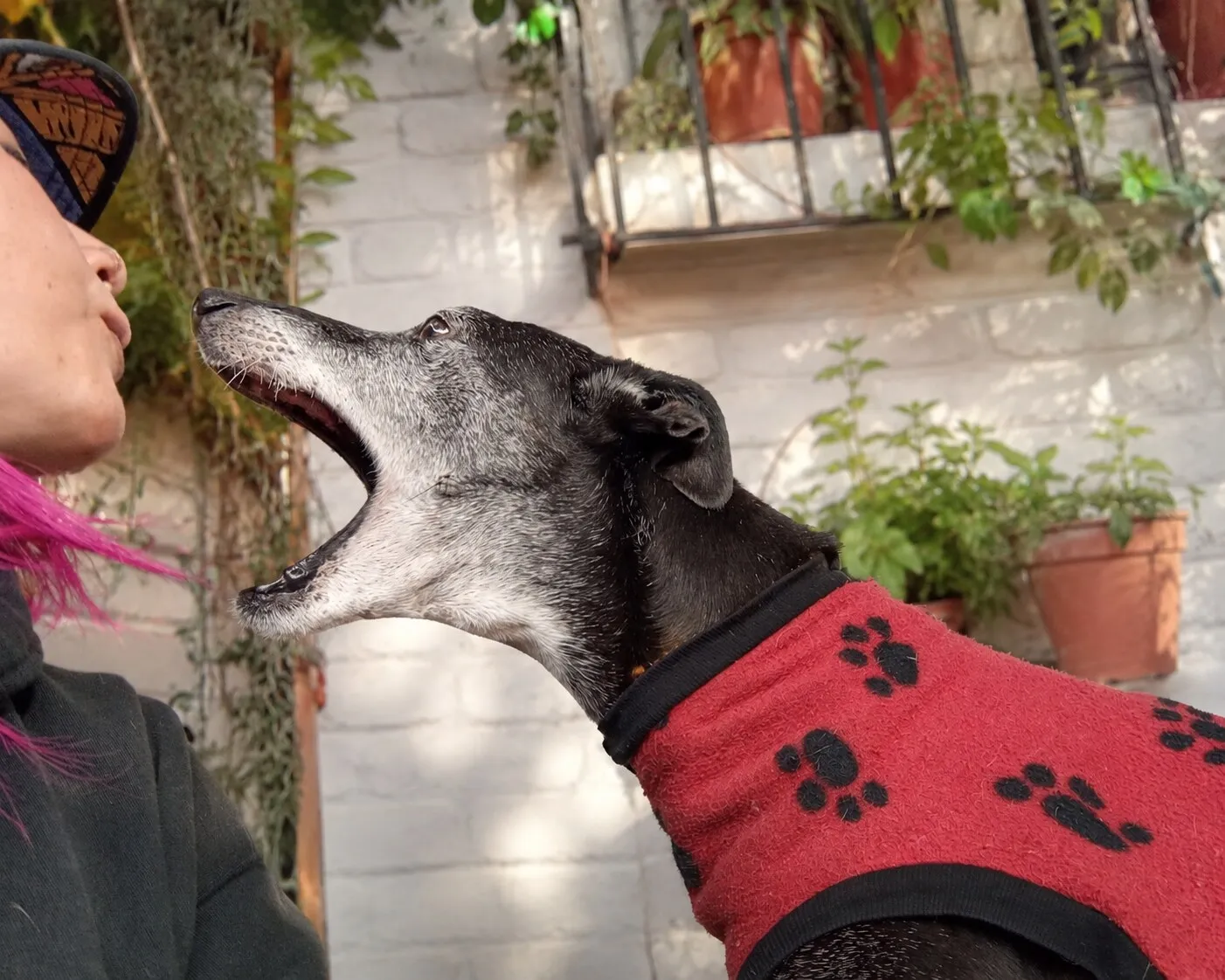 Aziz, galgo de pelaje negro y gris salpicado con suéter rojo con estampado de huellas negras, de perfil con la boca muy abierta y la cabeza levantada, frente a una pared de ladrillo blanco con plantas en macetas de barro.