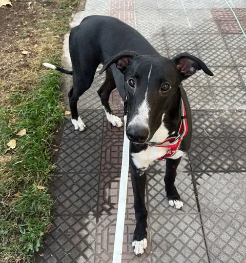 Baco, historia de adopción