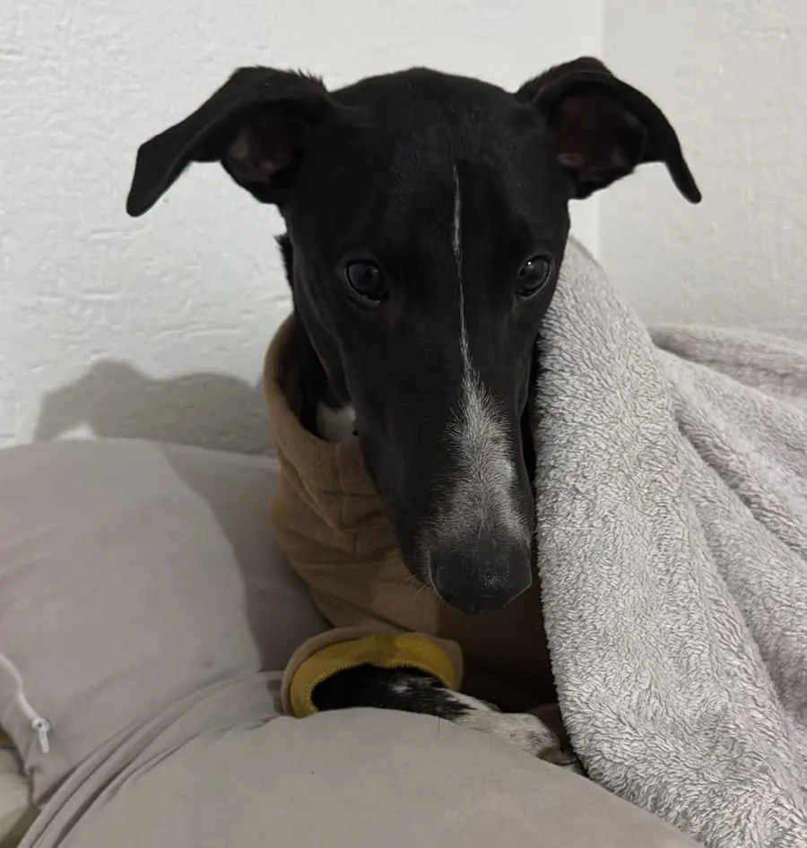 Baco, galgo adoptado, descansando envuelto en una manta sobre un sofá