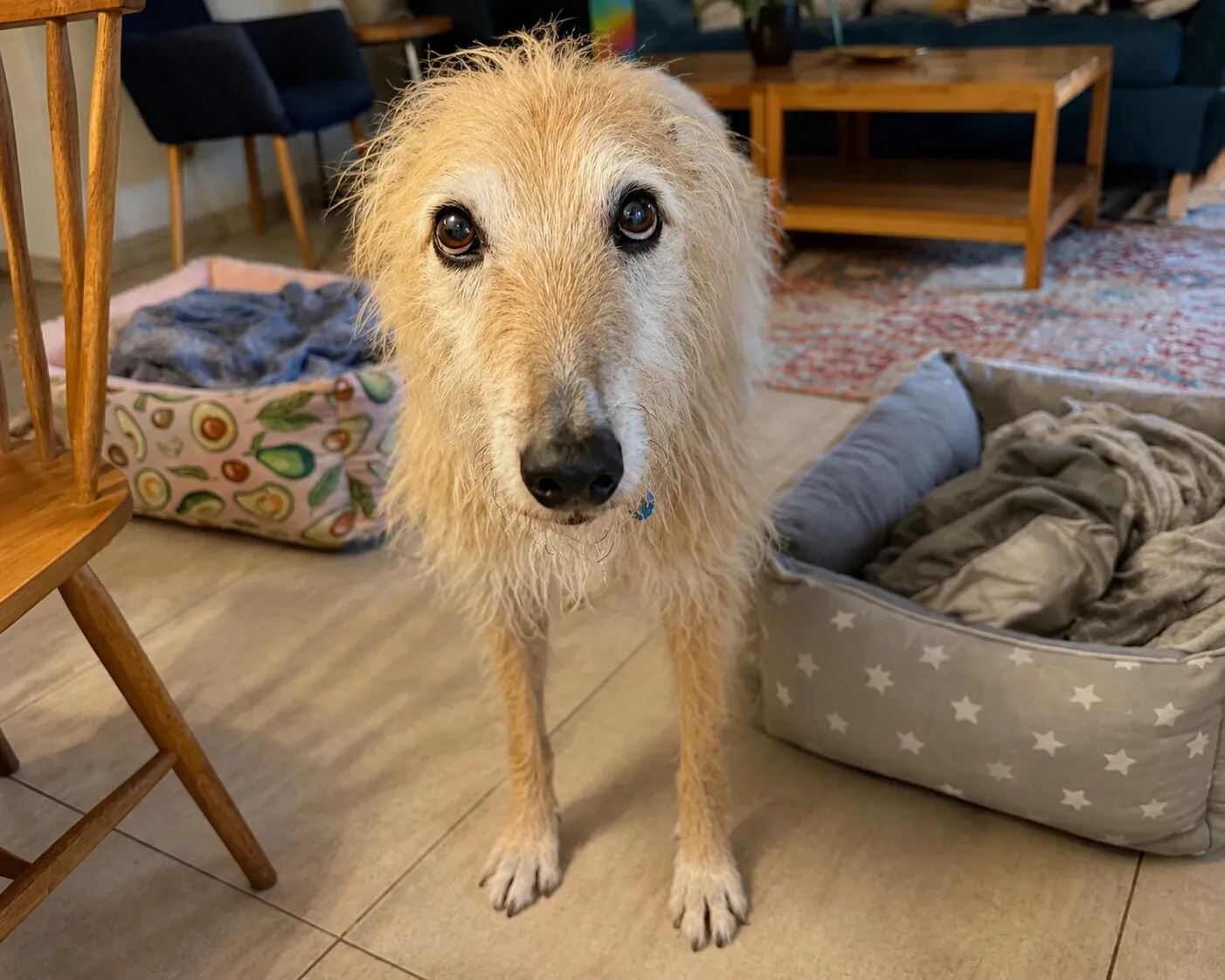 Baltazar, galgo de pelo duro color crema, de pie en un living entre dos camas para perro.
