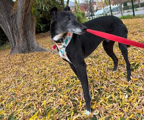 Barry, historia de adopción
