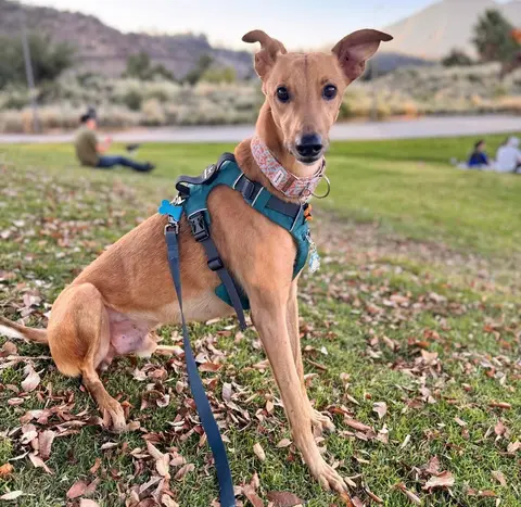 Benito, historia de adopción