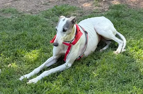 Bianca, historia de adopción
