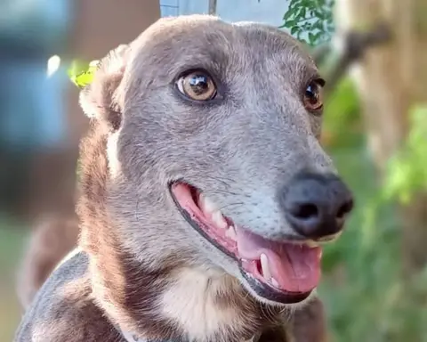 Blue, galgo en adopción en Chile, foto 1