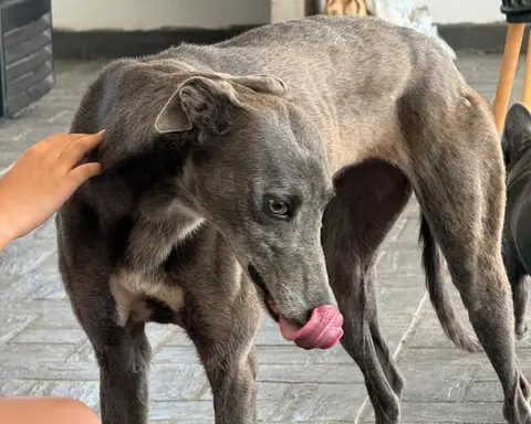 Blue, galgo en adopción en Chile, foto 2