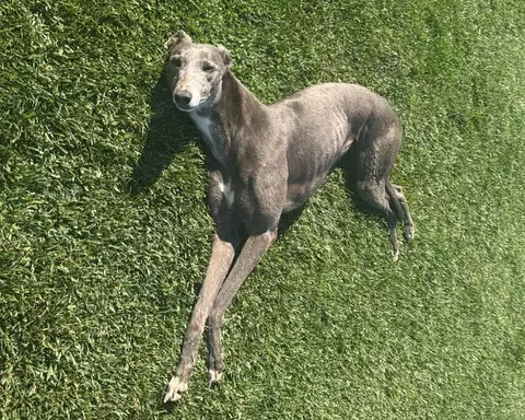 Blue, galgo en adopción en Chile, foto 3