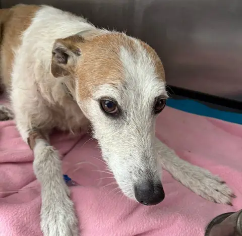 Browny, historia de adopción
