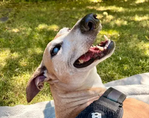 Bruno, historia de adopción
