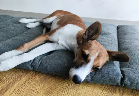 Canela, historia de adopción