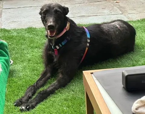 Capri, historia de adopción