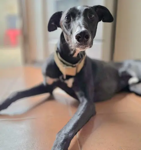 Dante, foto 2