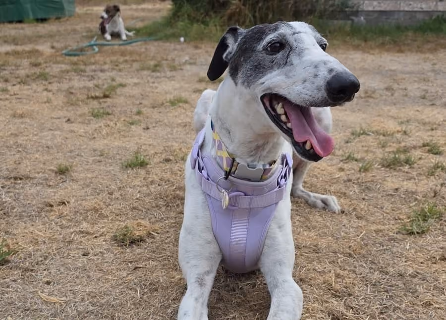 Fermín, galgo blanco con manchas negras, con arnés lila, recostado sobre tierra seca.