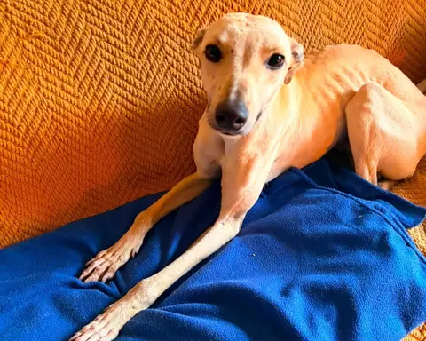 Fito, galgo en adopción en Chile, foto 1