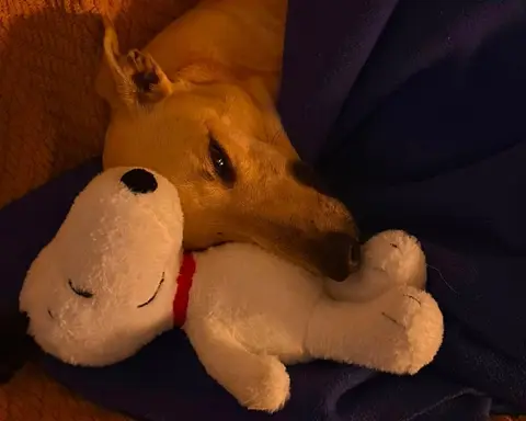 Fito, galgo en adopción en Chile, foto 2