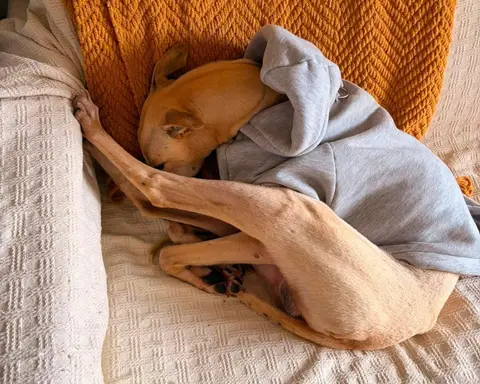 Fito, galgo en adopción en Chile, foto 3
