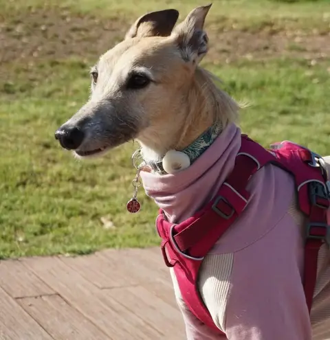 Foxy, historia de adopción