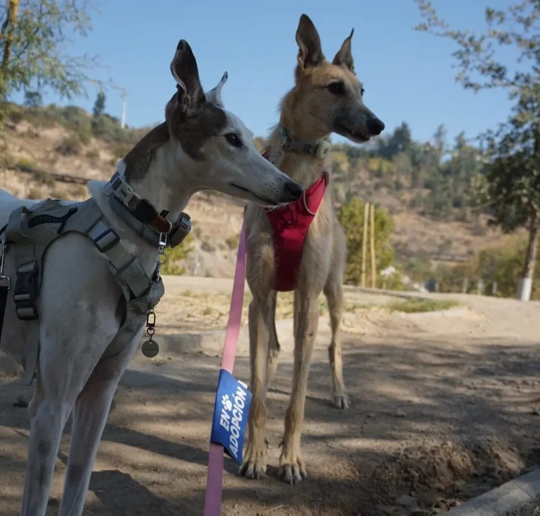 Foxy, galga adoptada, caminando junto a otro galgo en un camino de tierra