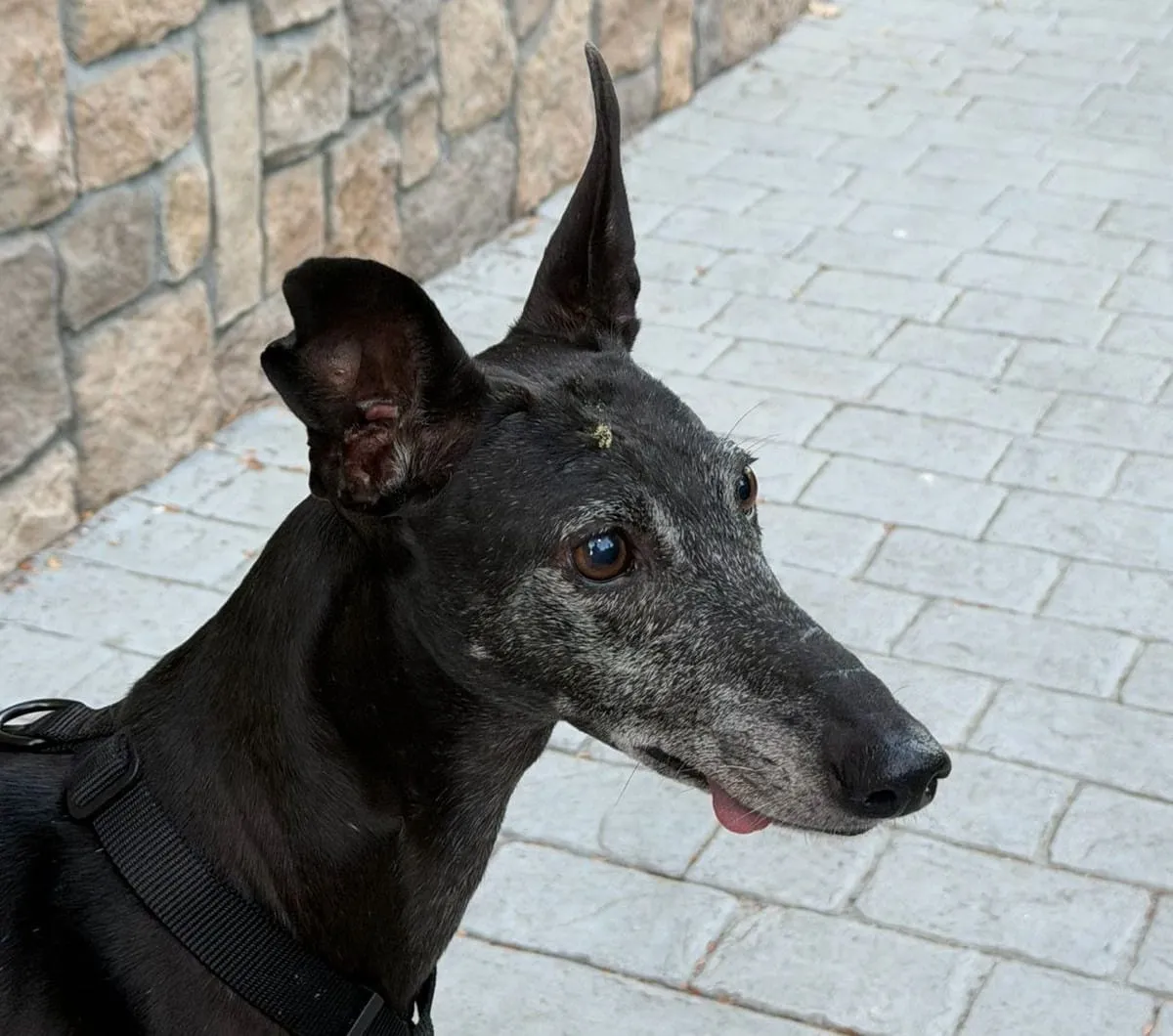 Francia, galga adoptada, disfrutando un momento de calma