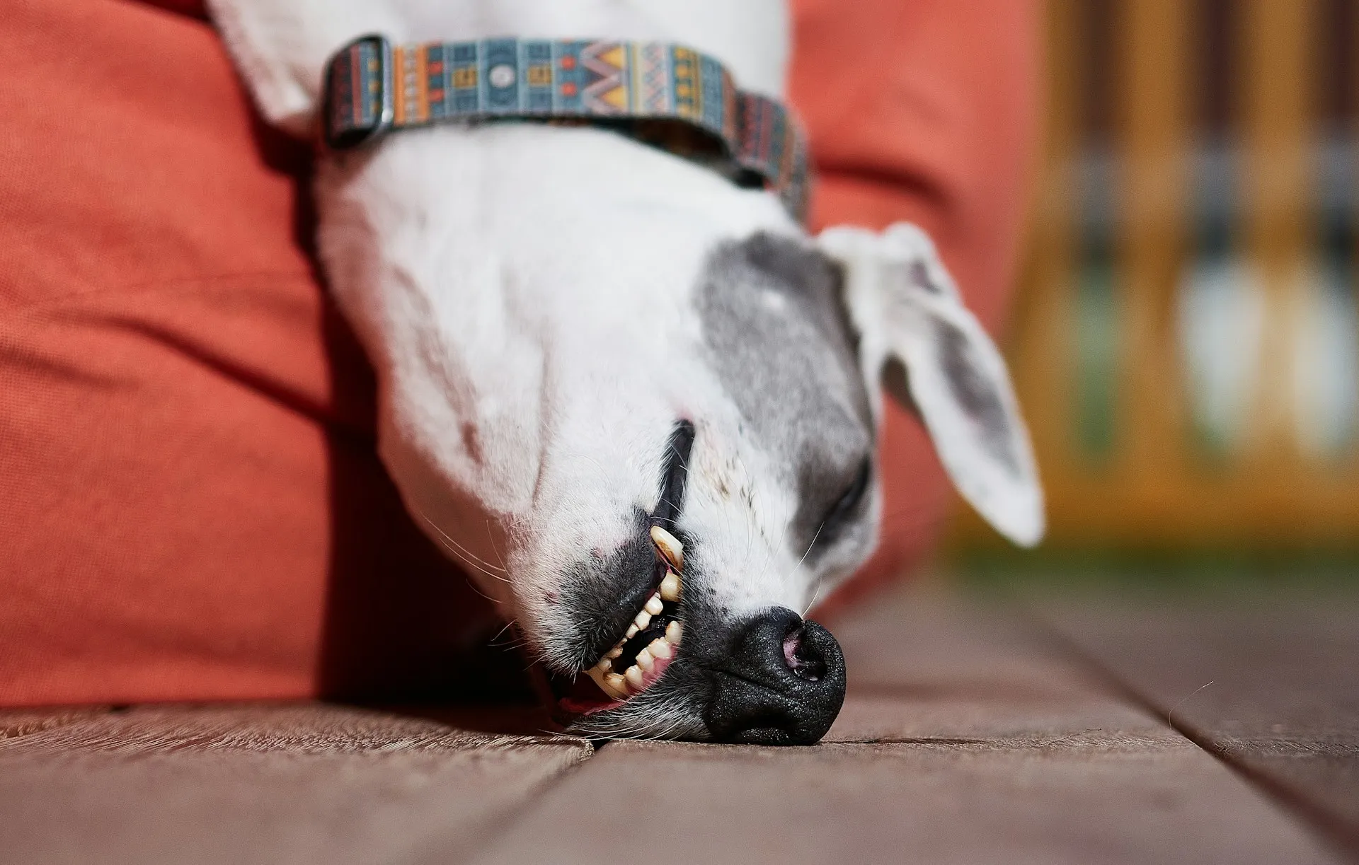 Galgo durmiendo profundamente en el sillón de un departamento