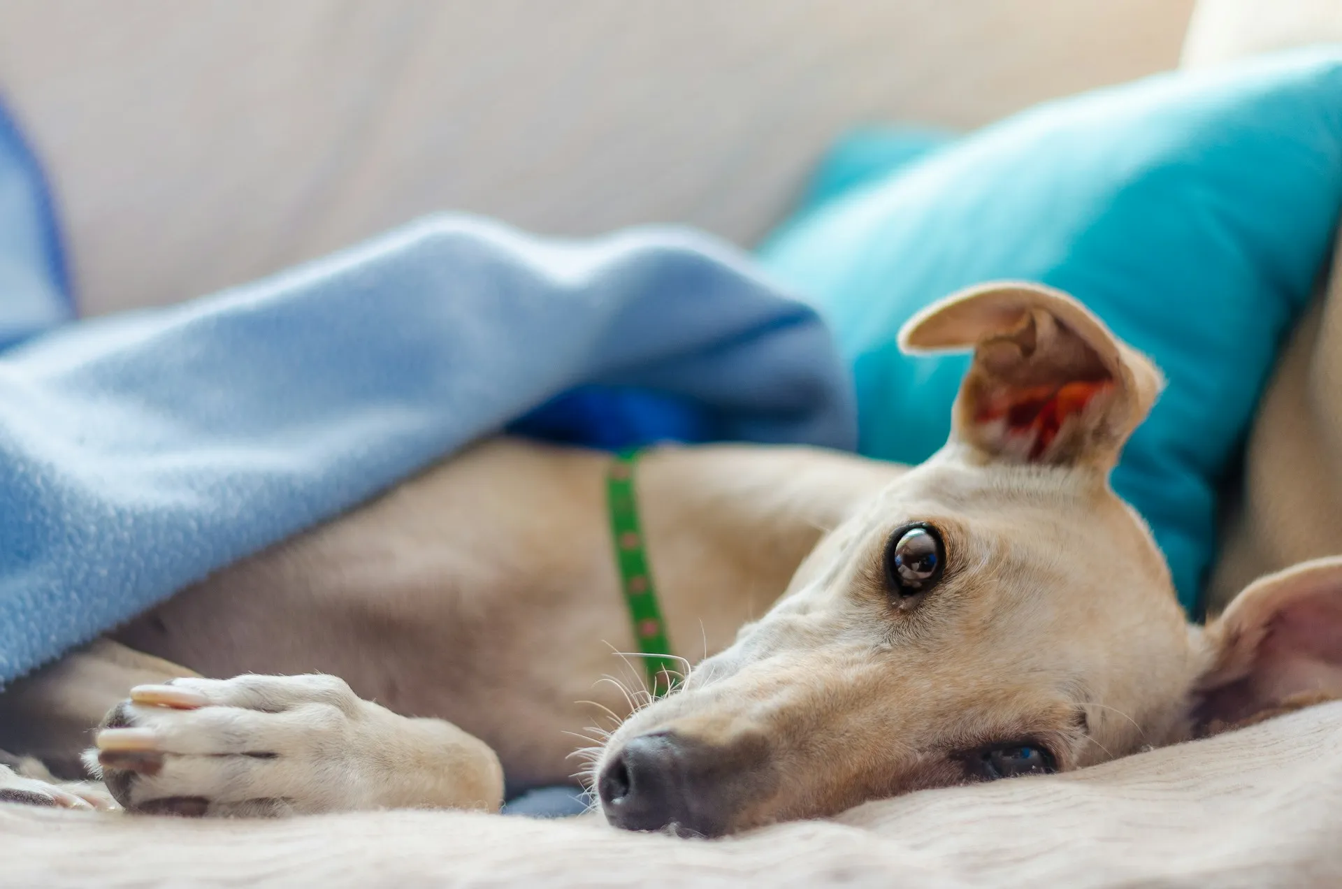 Galgo descansando tapado en un sofá dentro de un departamento