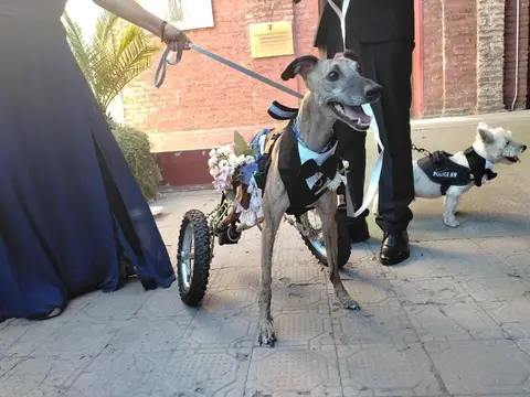 Leo, historia de adopción