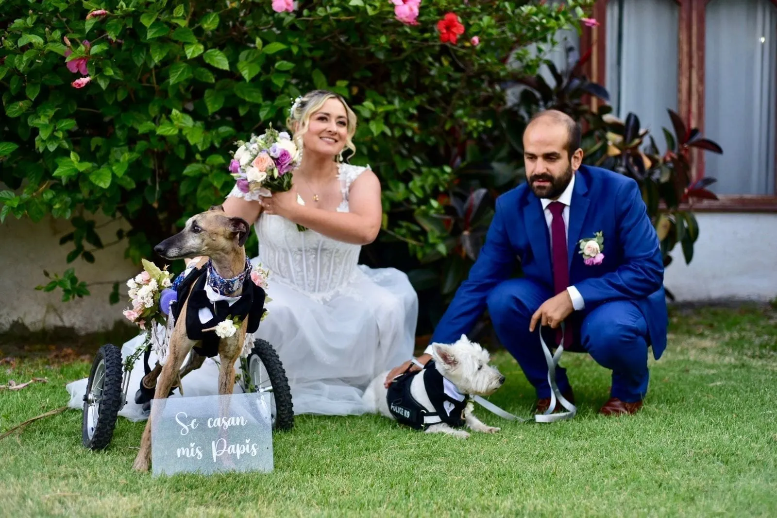 Leo, un galgo rescatado por Brigada Galgos
