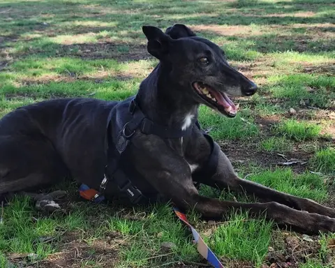 Loica, historia de adopción