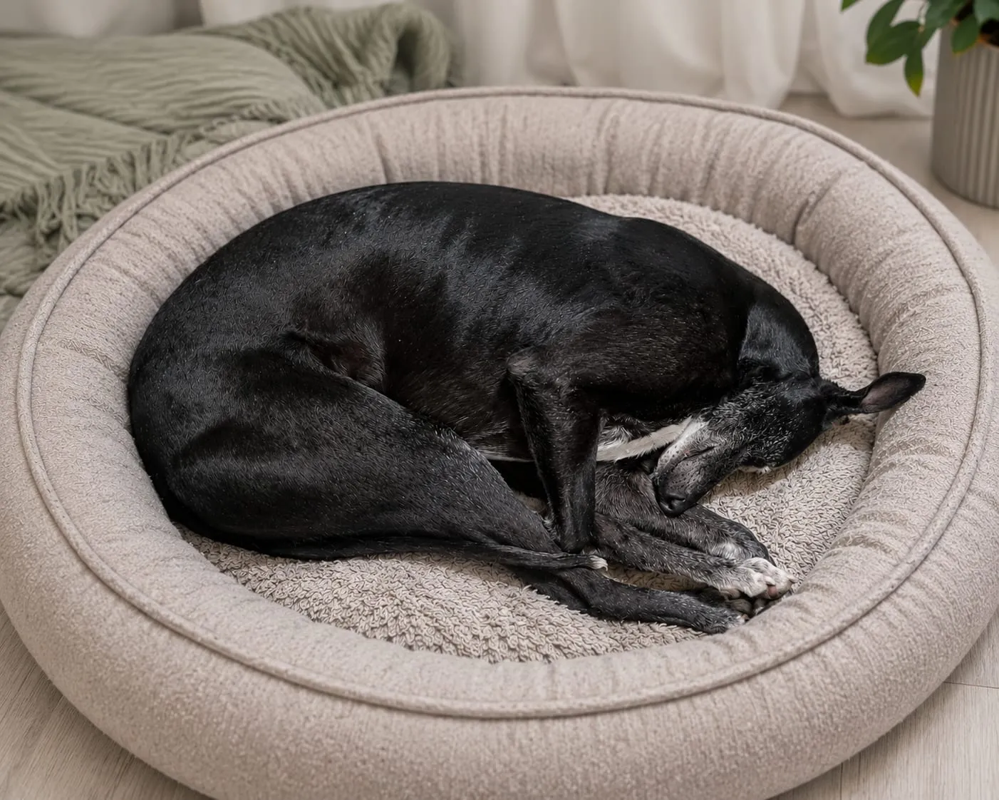 Lorenzo, galgo negro, dormido acurrucado en una cama redonda de color beige.