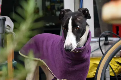 Luciano, galgo en adopción en Chile, foto 1