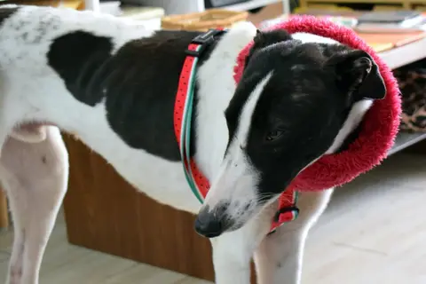 Luciano, galgo en adopción en Chile, foto 2