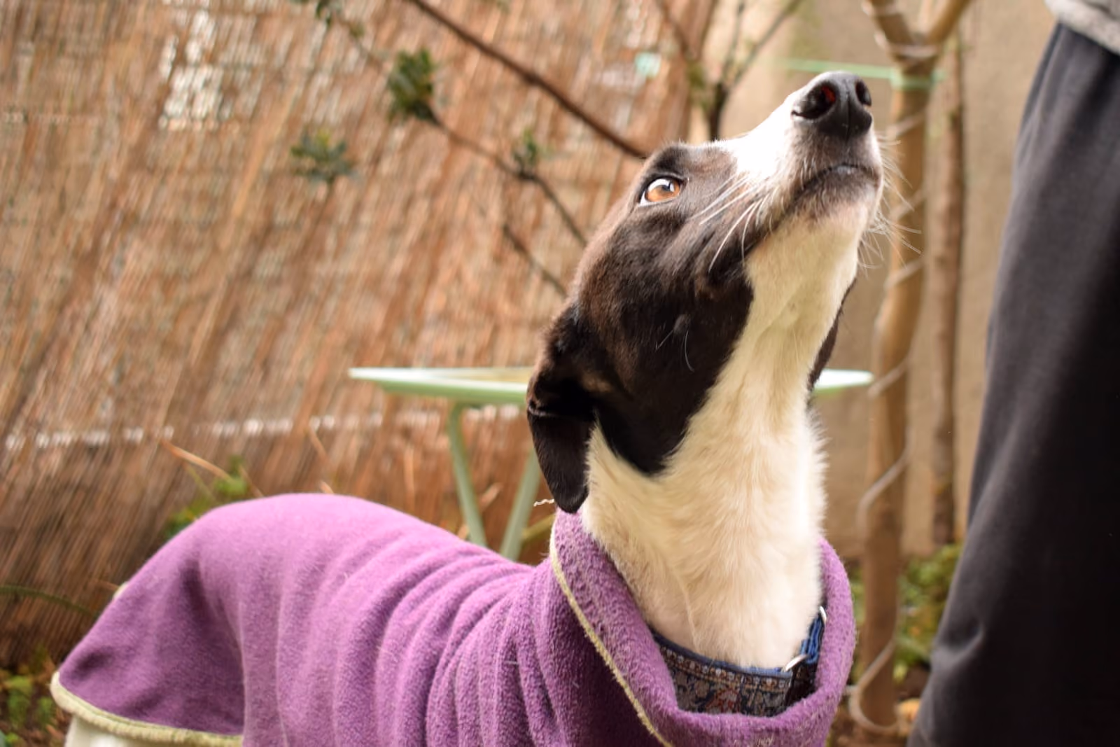 Luciano, galgo rescatado por Brigada Galgos