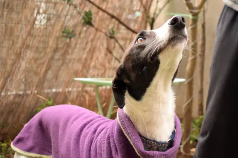 Luciano, galgo en adopción en Chile, foto 3
