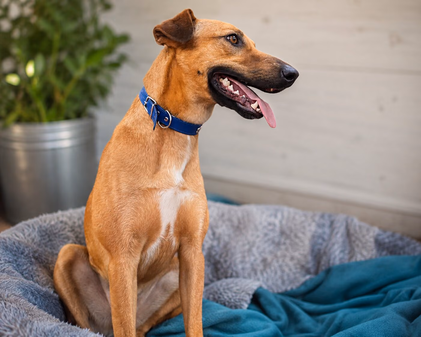 Manjarate, perro color canela con collar azul, sentado en su cama con la lengua fuera.