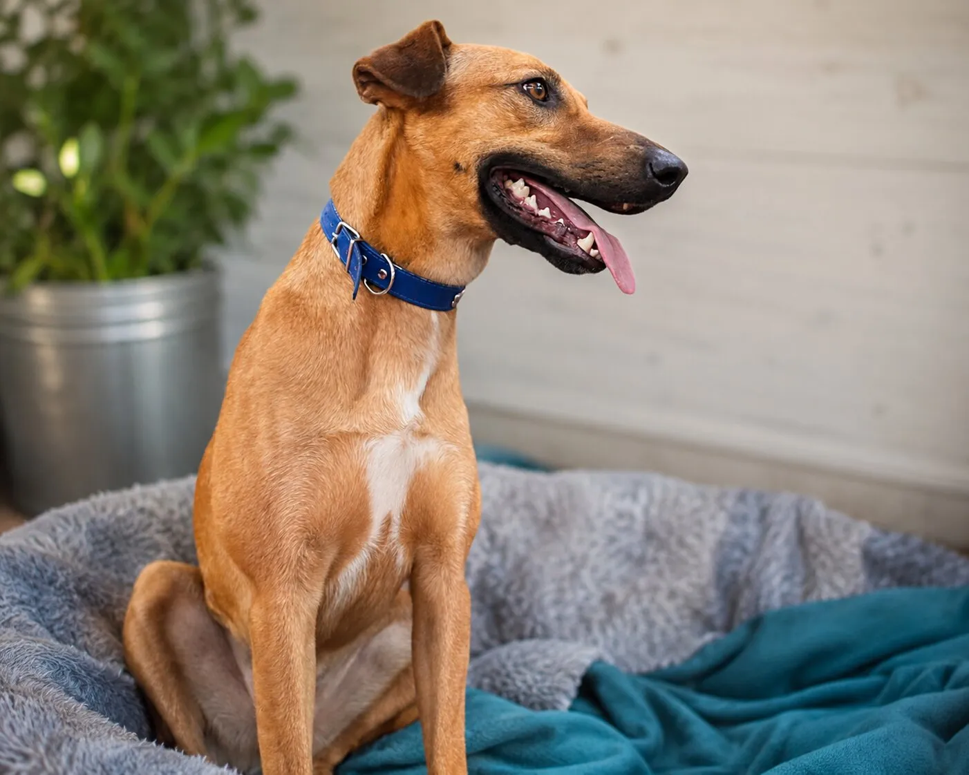 Manjarate, perro color canela con collar azul, sentado en su cama con la lengua fuera.
