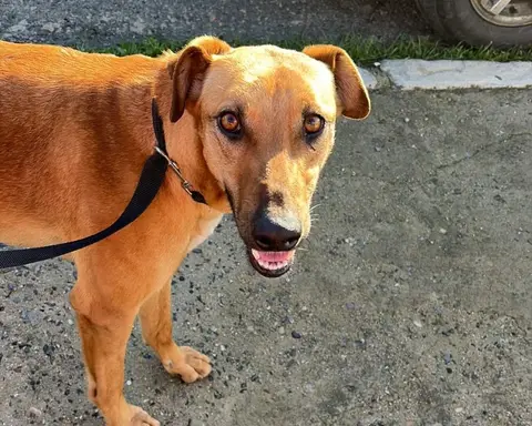 Manjarate, galgo en adopción en Chile, foto 1