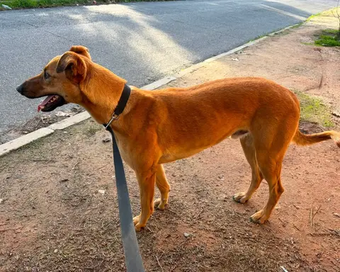 Manjarate, galgo en adopción en Chile, foto 2