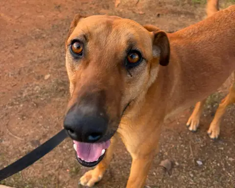 Manjarate, galgo en adopción en Chile, foto 3
