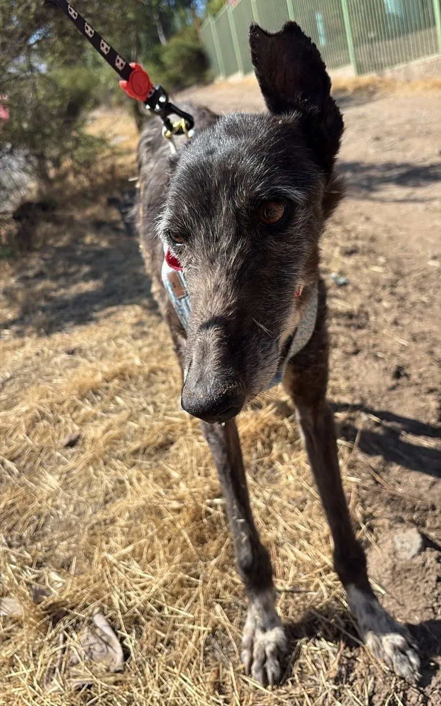 Mora, perra adoptada, caminando con collar y correa por un sendero
