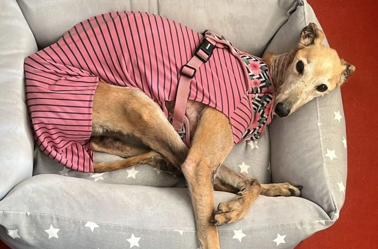 Mozzarella, galga adoptada, descansando junto a su familia