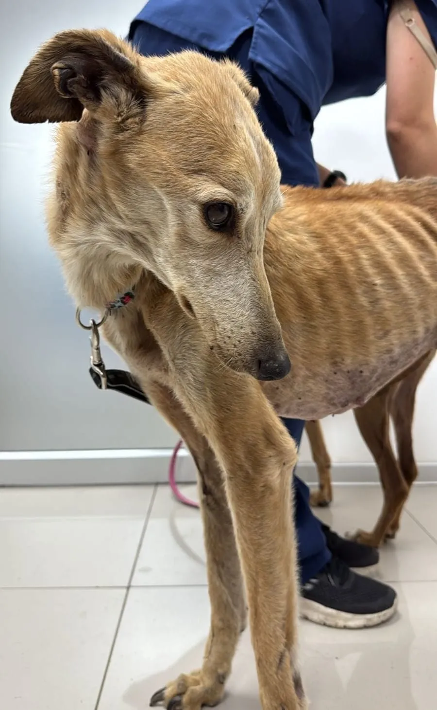 Mozzarella, galga adoptada, de pie sobre piso de cerámica junto a una persona