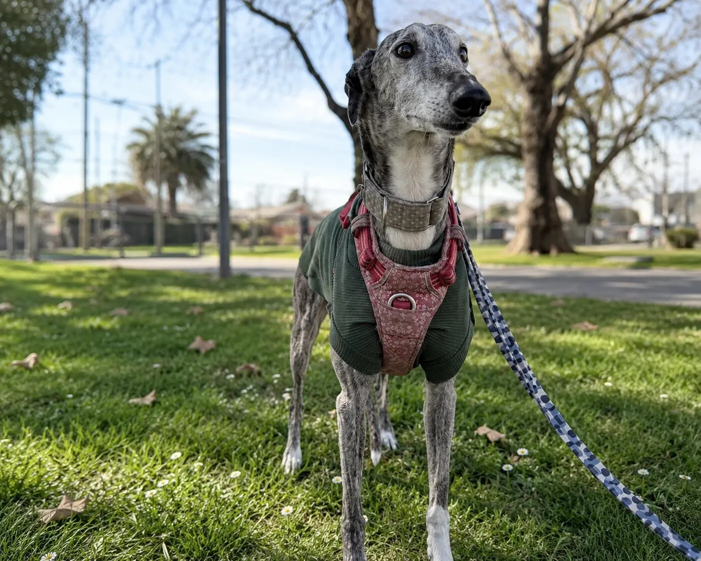 Nicole, galga atigrada con suéter verde y arnés rojo, de pie sobre el pasto en un parque.