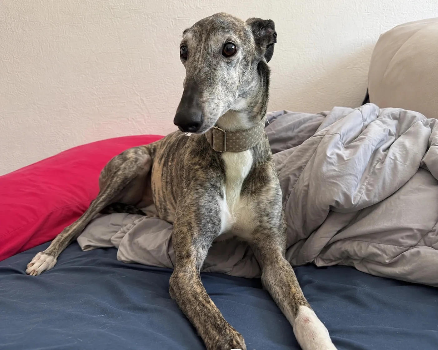 Nicole, galga atigrada con collar beige, acostada en una cama con cojín fucsia y plumón gris.