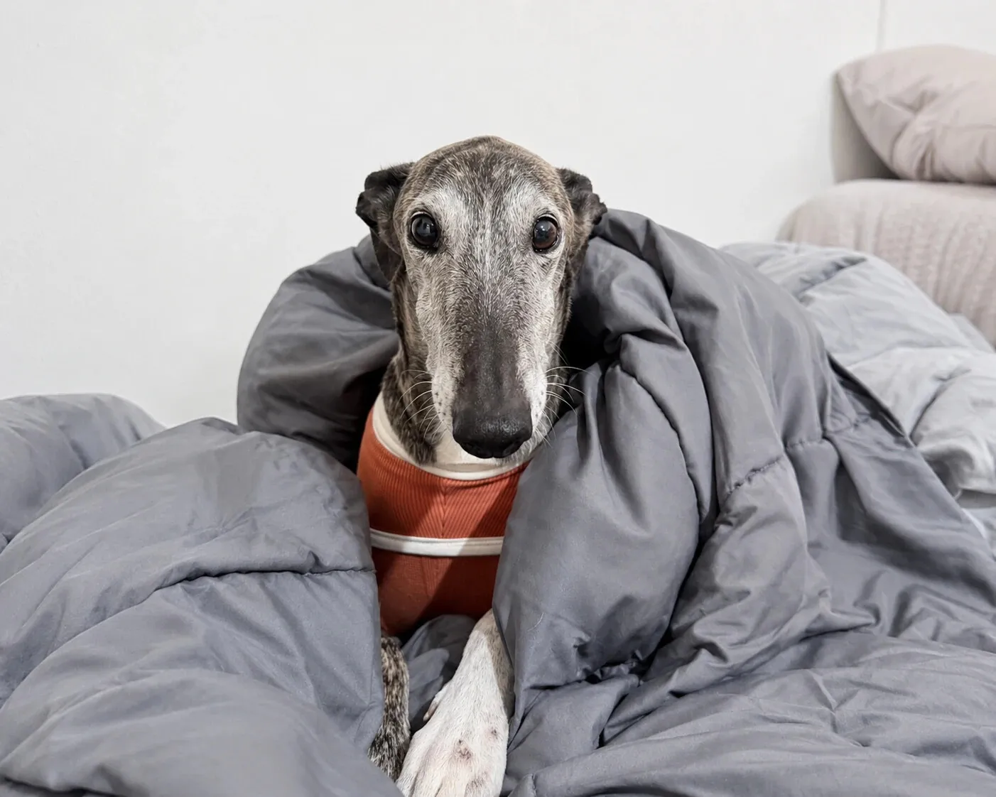 Nicole, galga atigrada con suéter naranjo, asomada entre un plumón gris mirando a la cámara.
